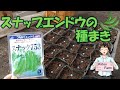【スナップエンドウの種まき】春蒔きのメリット・デメリット