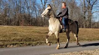 Cool Hand Luke Racking And Saddle Bred Buckskin Gelding Cool Hand Luke Racking And Saddle Bred Buckskin Gelding