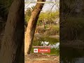 Beauty of Punjab P51 #trending #youtubegrowth #viralvideos #youtubetips #growyoutube #newyoutuber