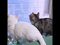色んな生き物が見られる窓に夢中な猫たち！　#マンチカン #ジェネッタ #短足