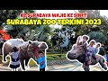 WISATA PALING HITS!! Surabaya - KEBUN BINATANG SURABAYA ZOO 2023