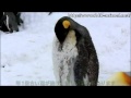 キングペンギンの換羽