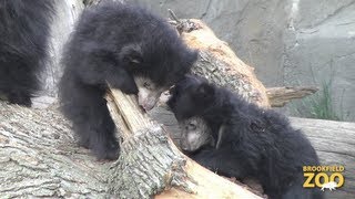 Cute Sloth Bear Cubs Make Their Debut at Brookfield Zoo!