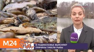 В Подмосковье выясняют причины гибели рыбы - Москва 24 В Подмосковье выясняют причины гибели рыбы - Москва 24