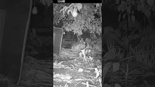 Scary Bunny Jump Scare Warning