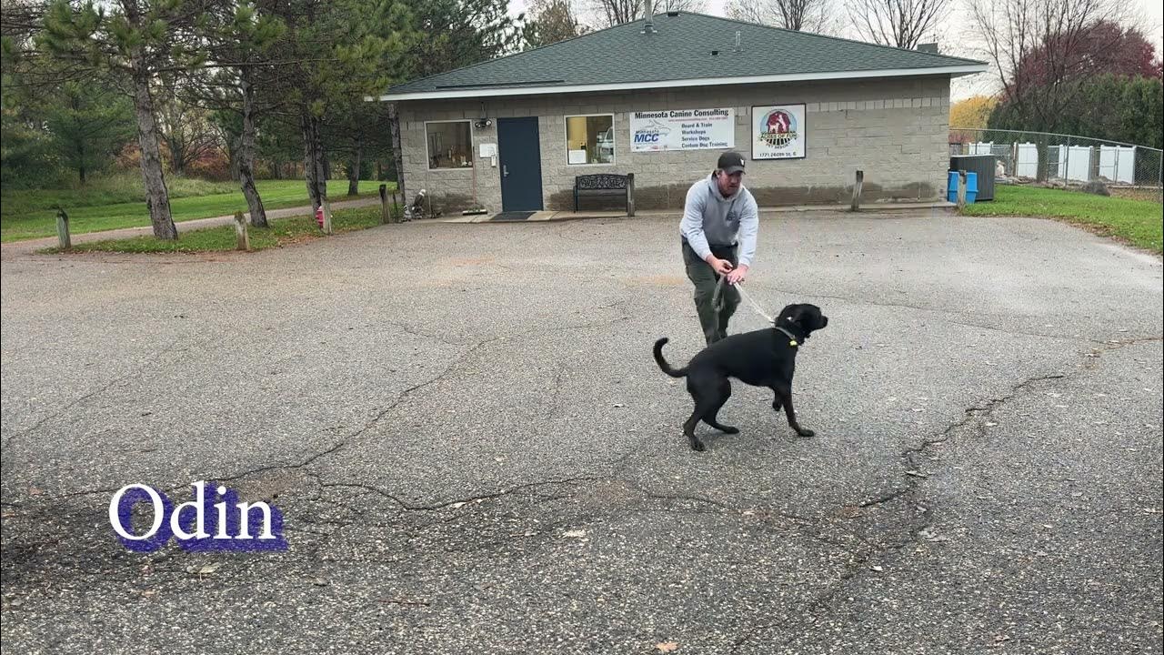 Dog Training MCC Bootcamp Update (10/25/2023) YouTube