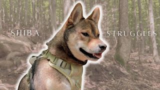 things I HATE about my SHIBA INU 🤬 by Aoki and Anaïs 1,413 views 8 months ago 5 minutes, 1 second