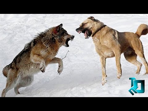 Видео: Семь лучших собак, которые похожи на волков