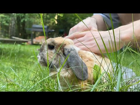 ELSA THE RABBIT'S FIRST TIME SHAVED - Sponsor Video | Elli Di
