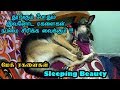 மேக் ரகளைகள் | தூங்கும் போதும் இவனோட ரகளைகள் நம்மை சிரிக்க வைக்கும் !!! | Funny Dog videos in Tamil