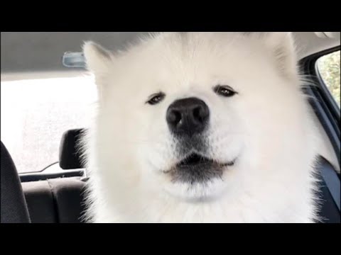 Video: 3 Må-vite Hundekommandoer For å Besøke Familie
