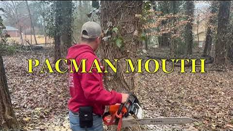 Big Tree Job Cutting & Hauling Atlanta Georgia Day 2 - The Tree Spot Tree Service