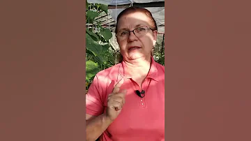 Столкнулись с паутинным клещом, что делать.