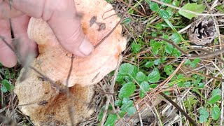 MANTAR TOPLADIM🍄✓ BUZLUKDA MANTAR NASIL SAKLANIR⁉️🍄 - YouTube