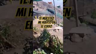 Estas son las PLANTAS que CRECEN en el CERRO de Lima PERÚ #blog #limaperu #tour