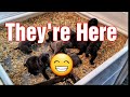 Trinity Puppies are here !!