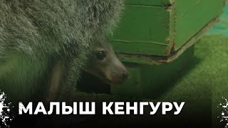 Маленькие кенгурята выползают в вольер. Долгожданное рождение в Екатеринбургском зоопарке