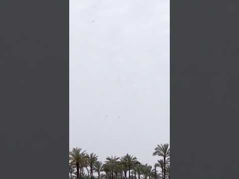 سرب من الغربان يشيعون جنازه غراب