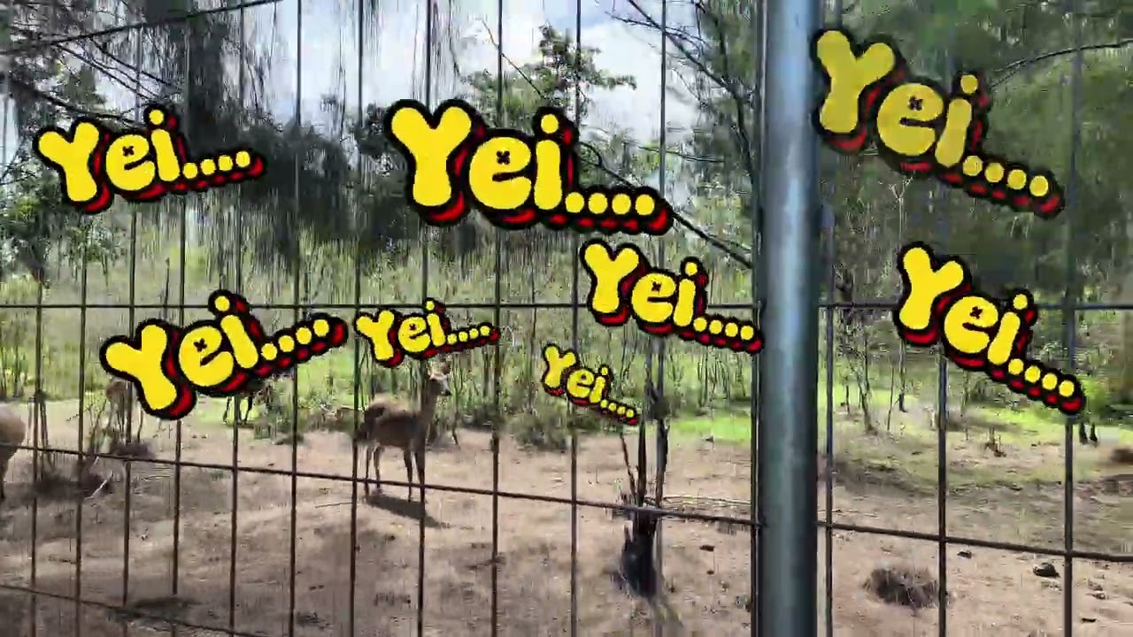 Banyak RUSA dalam Mini kebun binatang/ mini Zoo, Taman AL-BURUUJ, Kota NAMLEA 