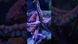 Theres an octopuss garden in Branson, Missouri travel travelvlog bransonmissouri