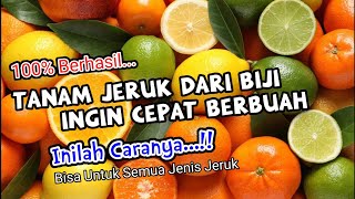 Cara Menanam Jeruk Dari Biji Agar Cepat Berbuah