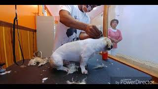 Matted Shih Tzu Pet Grooming at South Valley 9349 Pico Road Pico La...