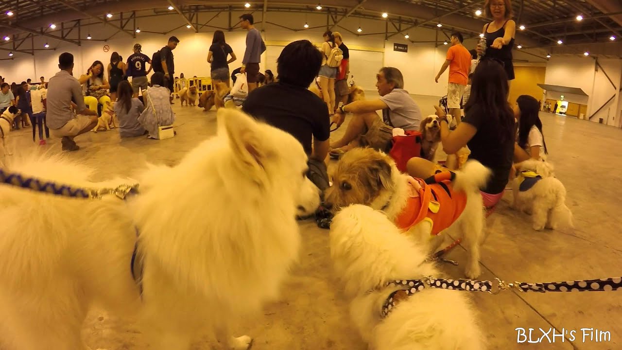 Singapore Pet Expo 2016 YouTube