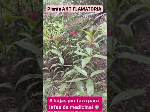Vídeo: Creix una planta d'herbes de sabre al jardí
