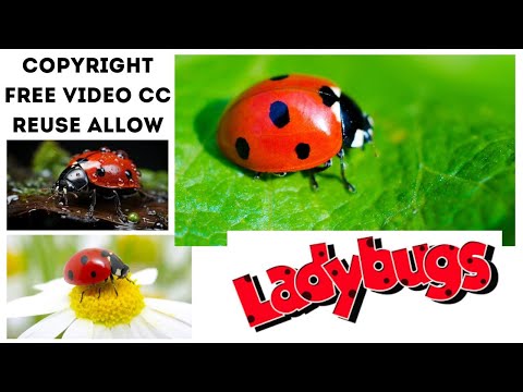 The Stunning Ladybugs