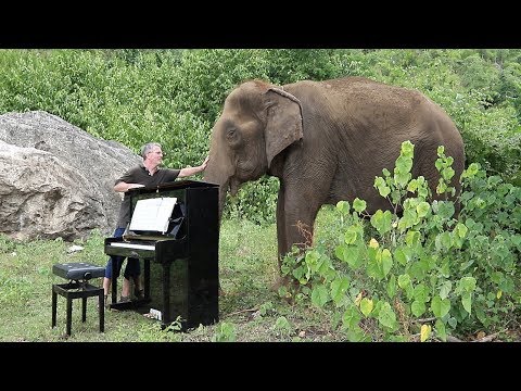 Debussy "Clair de Lune" on Piano for 80 Year Old Elephant