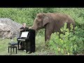 Debussy clair de lune on piano for 80 year old elephant