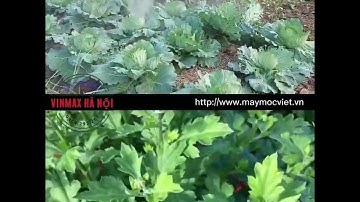 Chăm sóc, xử lý phun kích thích trổ bông cho hoa cúc nở đúng dịp Tết | Máy phun tưới Turbo BA6