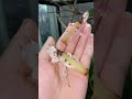 Adult orchid mantis females