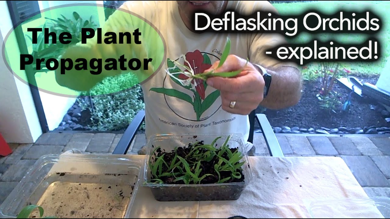 Deflasking Orchids - explained!