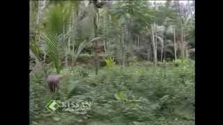 Neem and Ixora : Medicianl plants cultivation