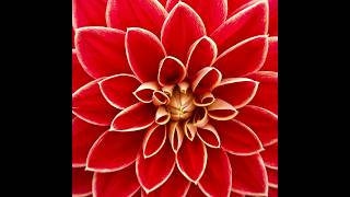 The Choice...to Flower - Rev. Jerry Kerr