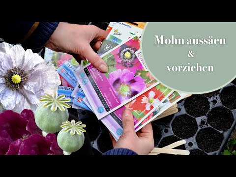 Video: Orientmohn ist eine beliebte Staude