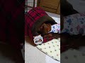 新しいドームベッド