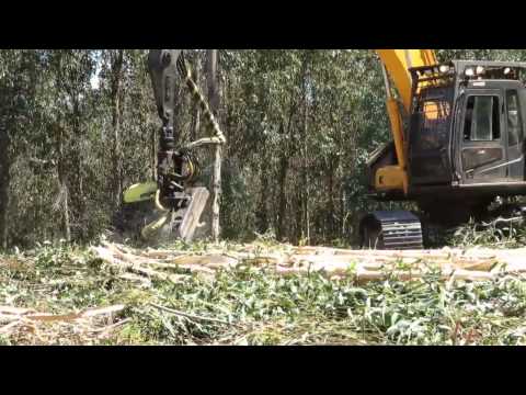 afm-60-euca-harvester-head-on-a-hyundai-excavator-debarking-eucalyptus-in-chile