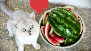 Кот любит арбуз/Cat watermelon