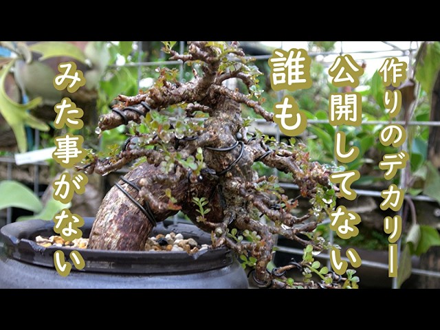 盆栽】第41弾 渦巻のような根元の真柏荒木作り【自然風】 - YouTube