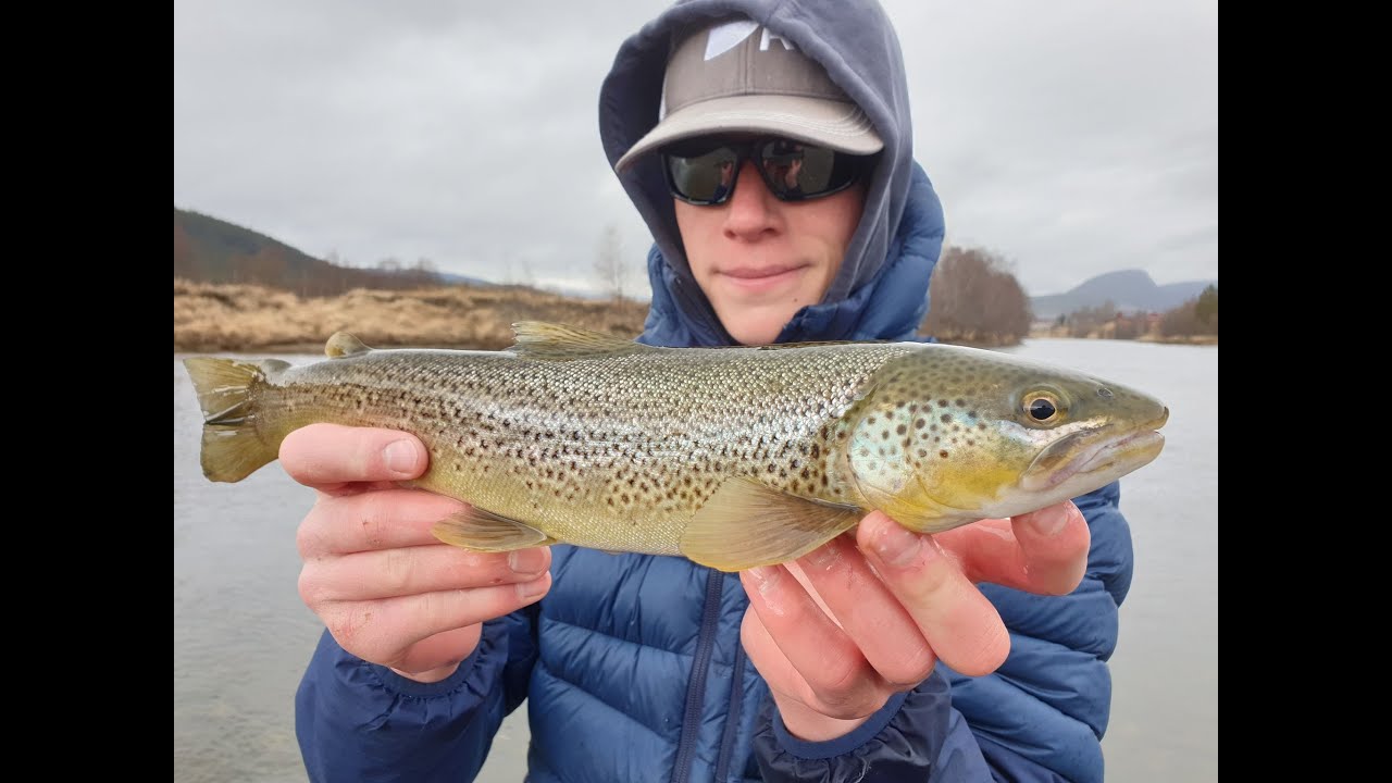 Ørret og Harrfiske i Glomma- en meget flott FISKETUR.