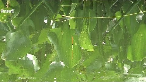 Câu Đài | Câu cá rô phi đập tự nhiên Phước Hoà