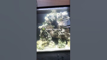 Day 1 setup of FLUVAL flex 15G
