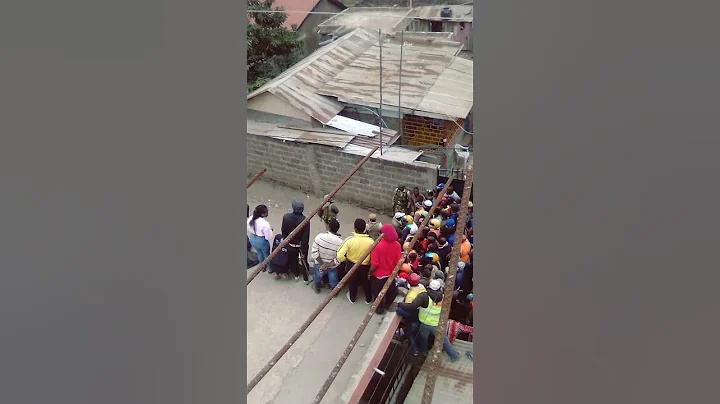 lioness spotted hiding in a plot in ongata rongai ...