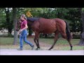 BBAG Sales & Racing Festival 2023 - Lot 79 Prairie Diamond