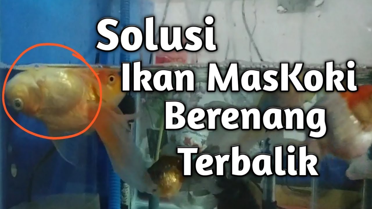 Mengenal dan Mengatasi IkanMasKoki Berenang Terbalik