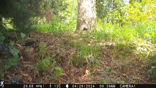 Blackbird in focus | Trail Camera Wildlife | Garden Watch Burton Joyce | #blackbird