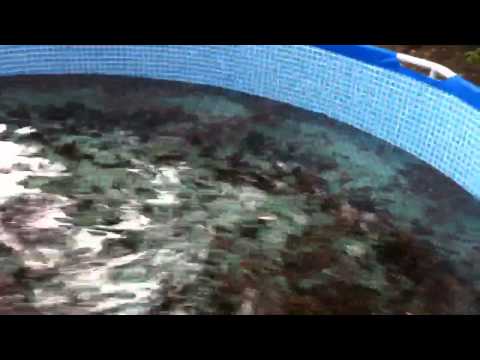 crawfish farming aquaponics update | FunnyCat.TV