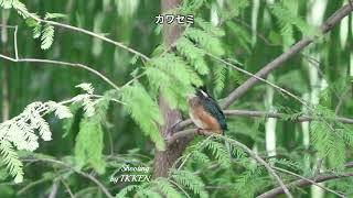 2025.09.25etc・カワセミの変速ビデオ３種.59秒